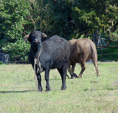 The water buffalo and other animals on Butts' farm provide natural nutients for the farm crops. Photo by Victoria Parsons.