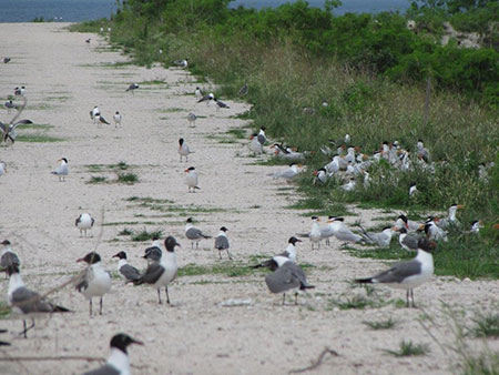 Caspian terns, the largest terns in the world, are easily identified by their large coral-red bills. Photo courtesy Audubon Florida.