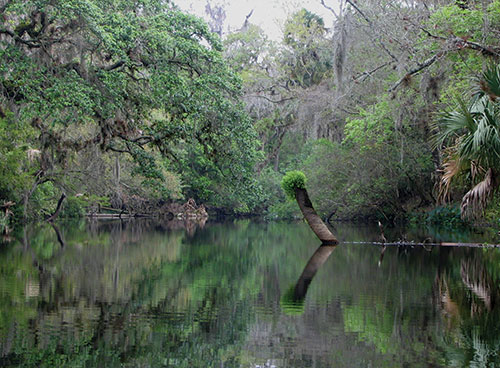 The upper Hillsborough River has been largely protected from development and features easily accessible boardwalks as well as kayak and canoe launch sites. Photos courtesy Adobe Stock.