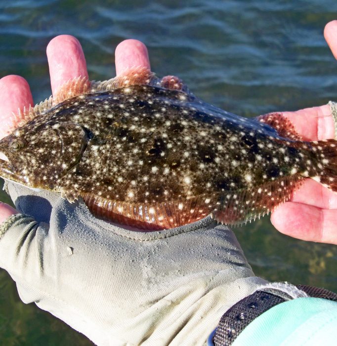 See the underwater wonderland in Tampa Bay with just a mask and snorkel