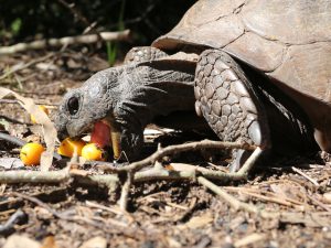gopher tortoise eating hog plum