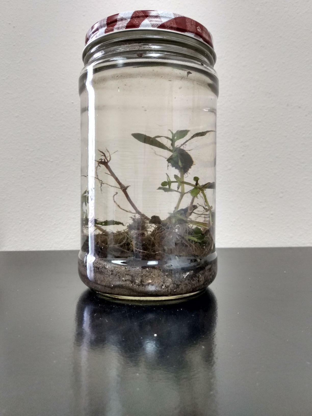 How to Make a Water Ecosystem in a Jar 