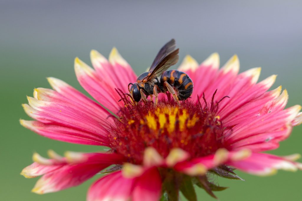 Florida's Native Bees Into Your Yard Bay Soundings