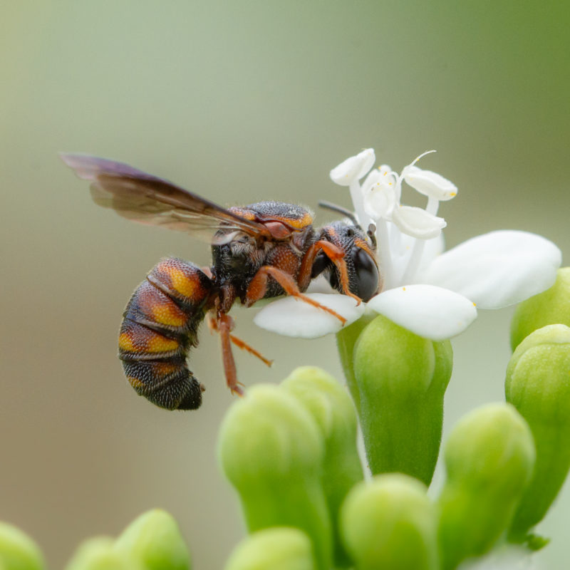 Florida's Native Bees Into Your Yard Bay Soundings