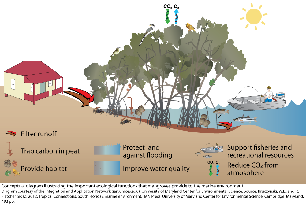 Mangrove ecosystems. Natural and ecological. Environment diagrams. Natural Habitat Protection. Habitat help