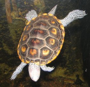 FWC to consider devices to reduce diamondback terrapin deaths - Bay ...