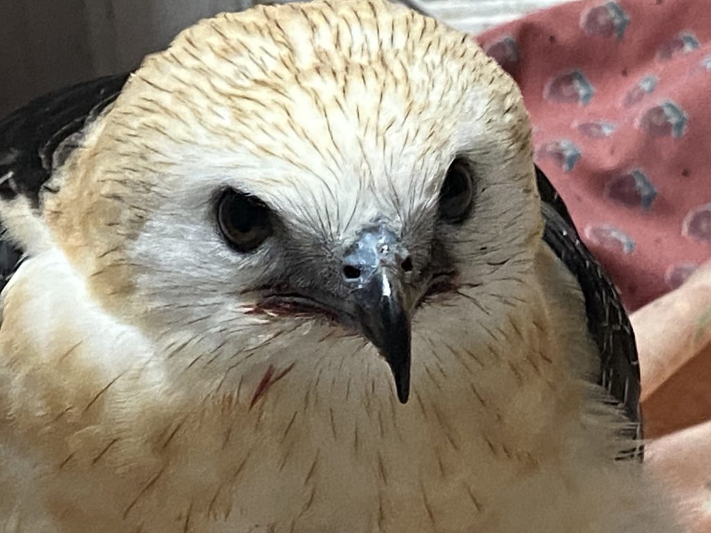 Raptor Rescue Center Opens in Riverview | Bay Soundings