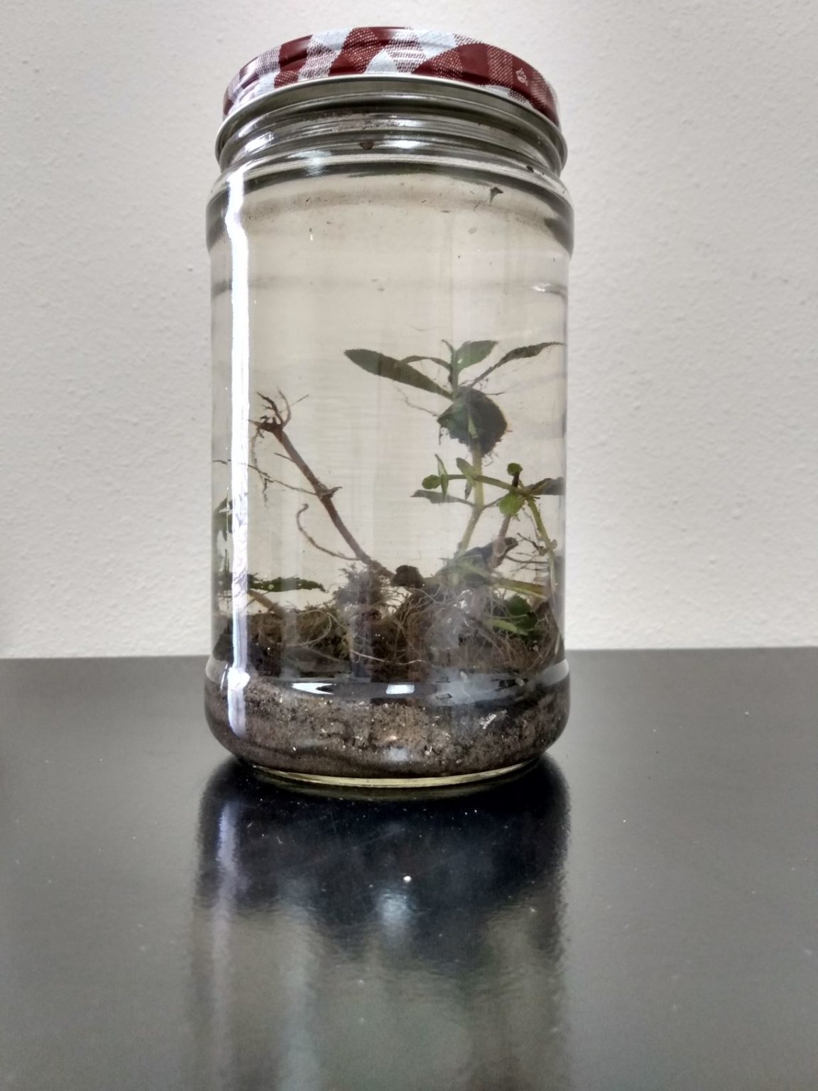 Create a "Pond in a Jar" | Bay Soundings