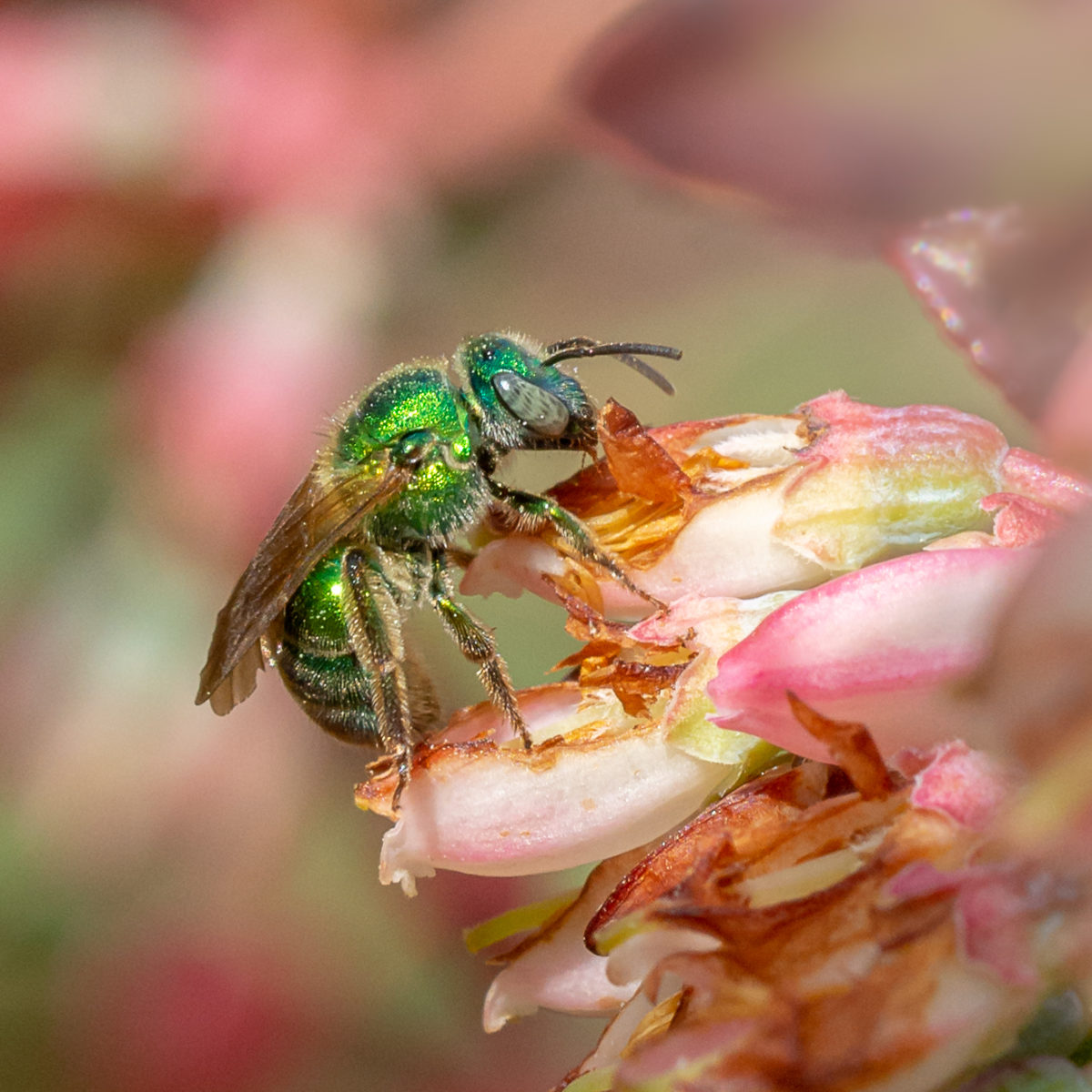 Welcome Florida's Native Bees Into Your Yard | Bay Soundings