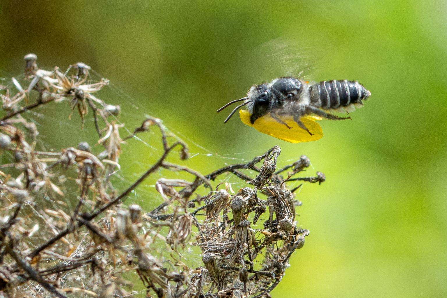 Florida's Native Bees Into Your Yard Bay Soundings