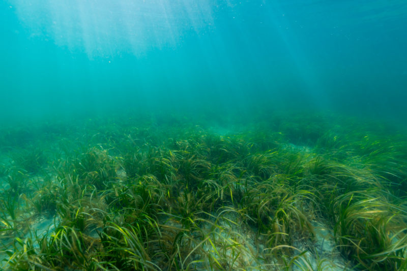 Seagrass Loss Poses Challenges, Opportunities | Bay Soundings