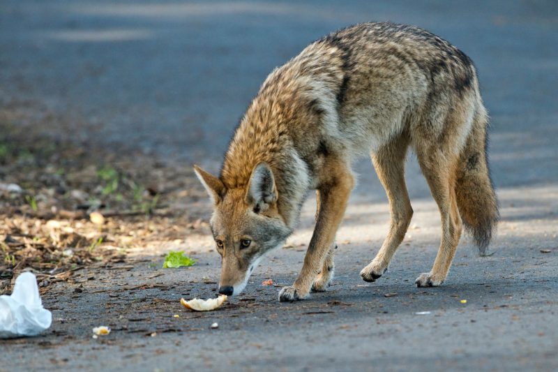 Coyotes in Florida are Here to Stay | Bay Soundings