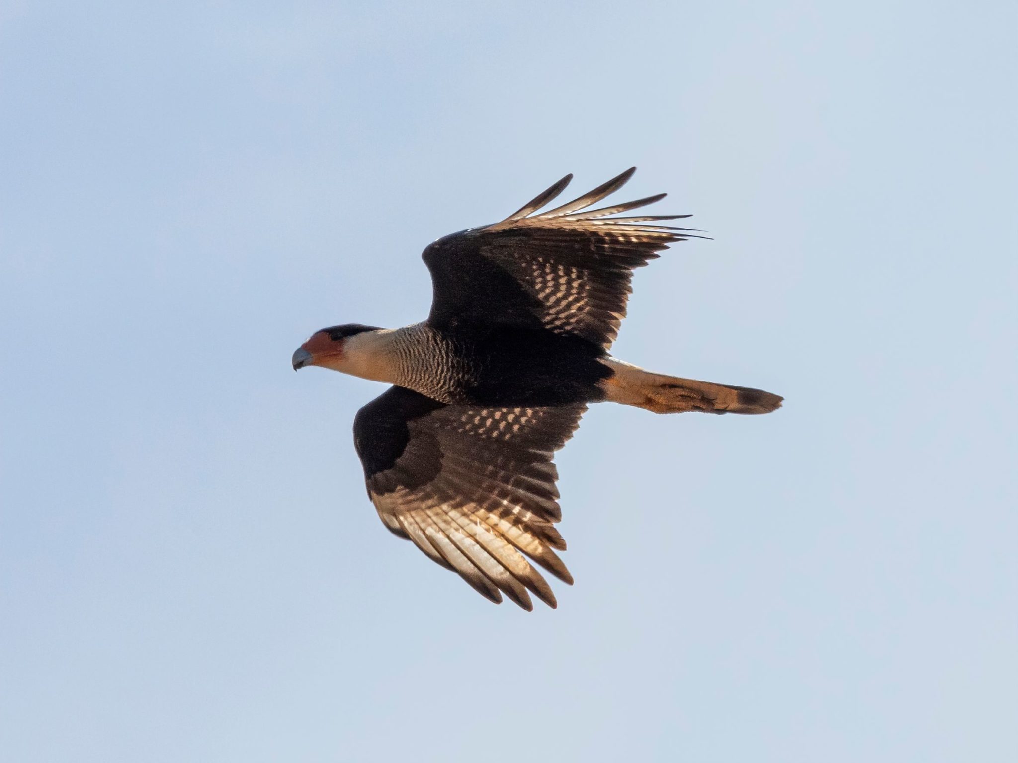 Crested Caracaras Rebound In Florida Bay Soundings crested-caracaras-rebound-in-florida-bay-soundings