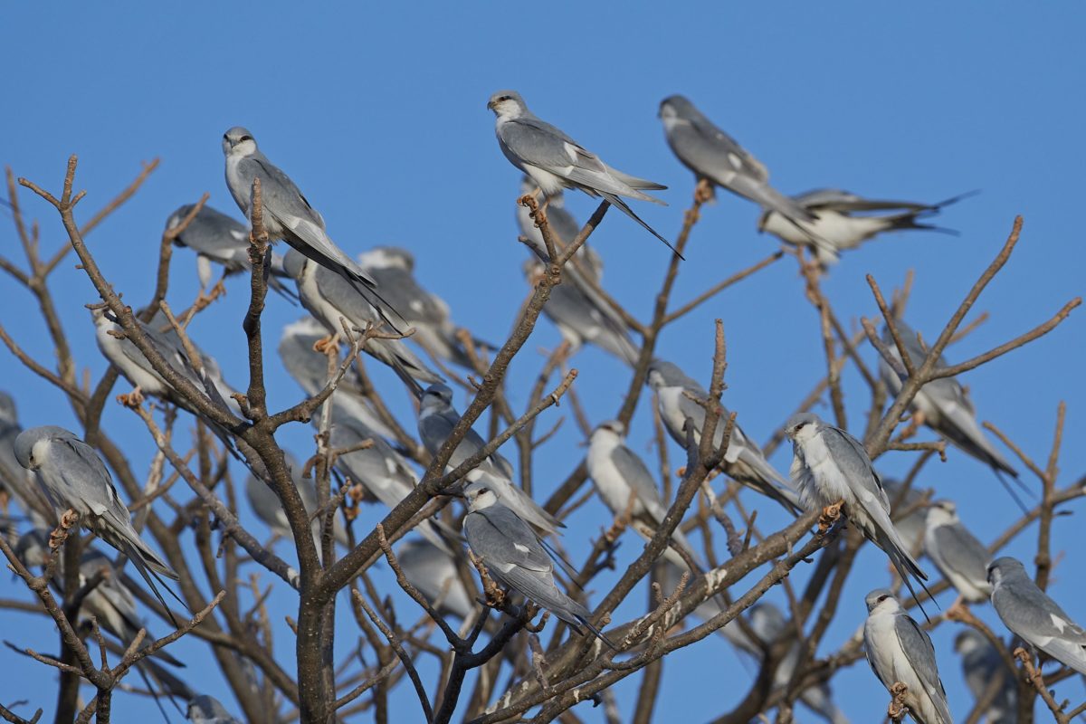 Florida Critical to SwallowTailed Kites Survival Bay Soundings
