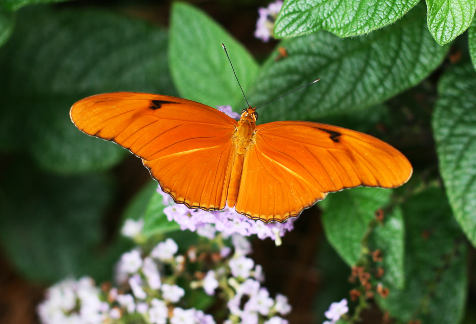 What Eats Butterflies In The Everglades