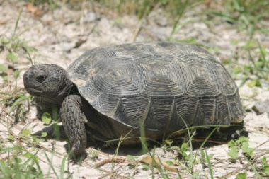 Point Counterpoint: Relocating Gopher Tortoises 