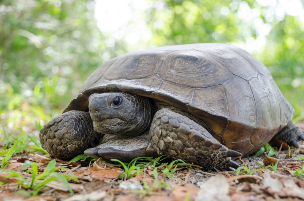 Point/Counterpoint: Relocating Gopher Tortoises | Bay Soundings