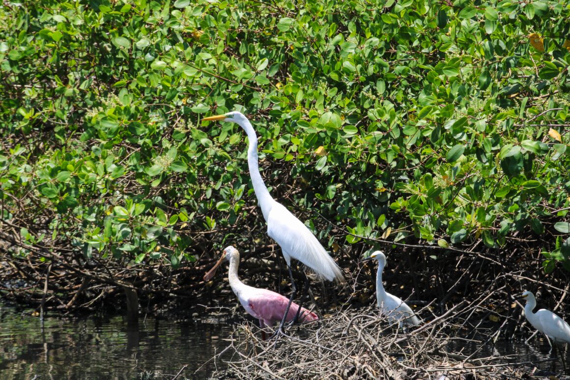 New Video Highlights Tampa Bay National Wildlife Refuges Bay Soundings