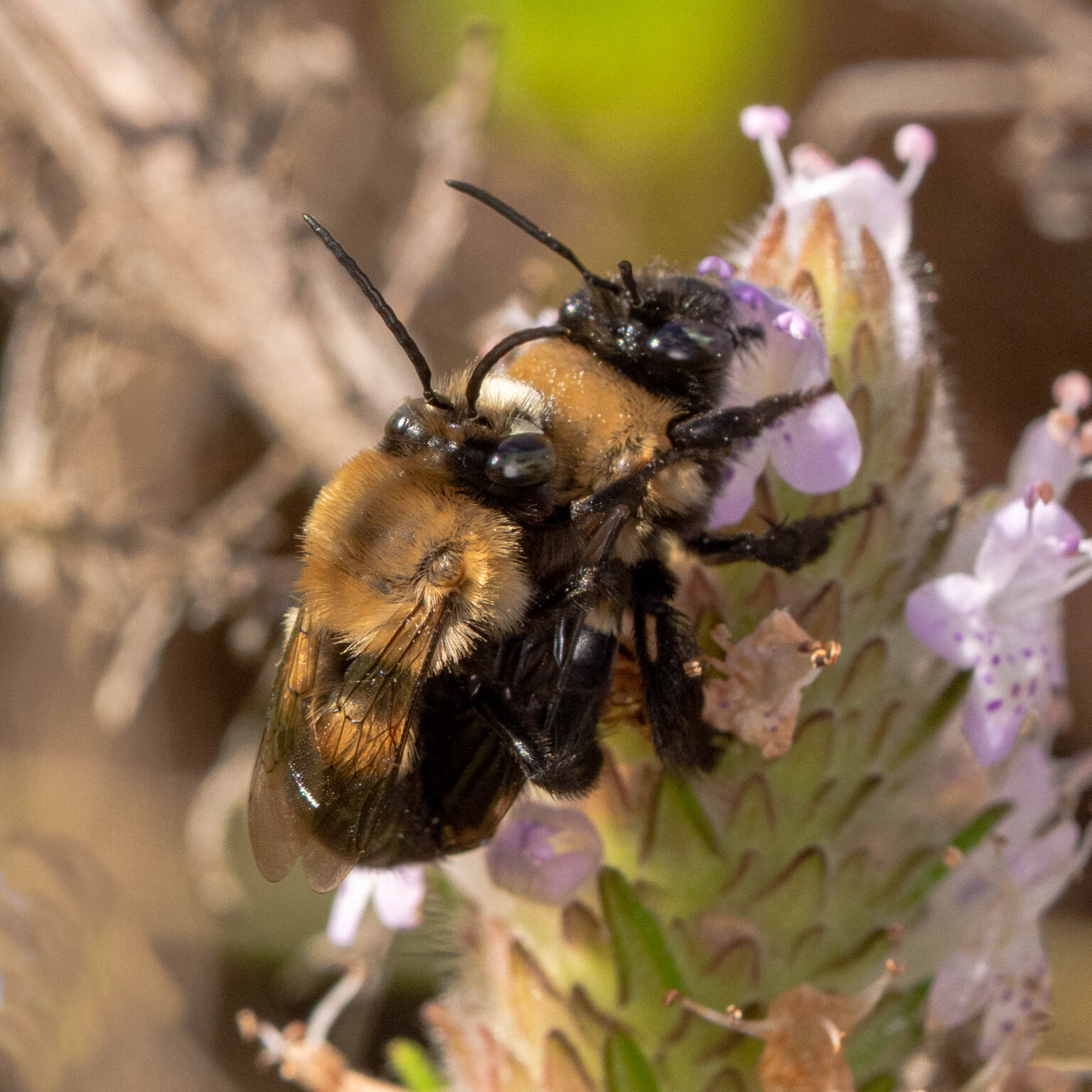 BEE the Difference: How You Can Protect Native Bees Through Fall and ...