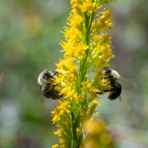Bumblebees forage on native goldenrod blooms. Unlike honeybees, bumblebees nest underground. Photo by Laura Zurro.